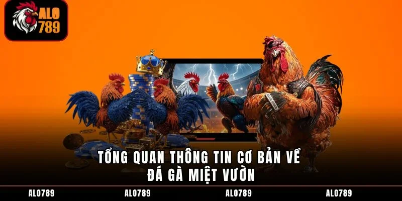 Tổng quan thông tin cơ bản về đá gà miệt vườn